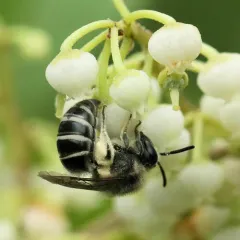 Colletes productus thumbnail 2