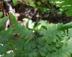 Knotting Gall thumbnail 3