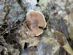 Cortinarius subscotoides thumbnail 2