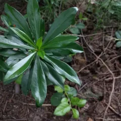 Spurge-laurel thumbnail 2