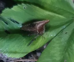 Thelia uhleri thumbnail 2