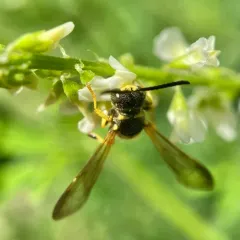 Cerceris rufopicta thumbnail 4