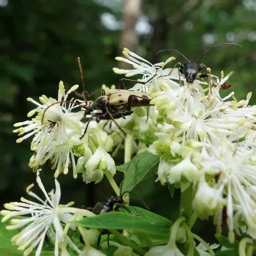 Evodinus monticola