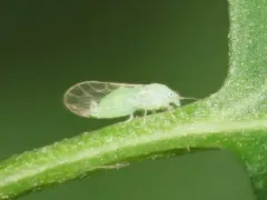 Psylla viridescens thumbnail 4