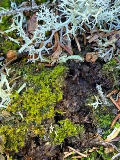 Large Cut Notchwort thumbnail 4