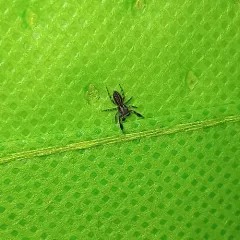 Four-lined Slender Jumping Spider thumbnail 4