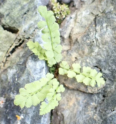 smooth woodsia