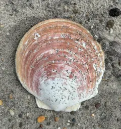 Atlantic deep-sea scallop thumbnail 4