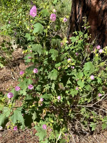 longsepal globemallow