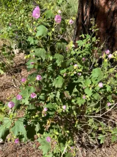 longsepal globemallow thumbnail 1