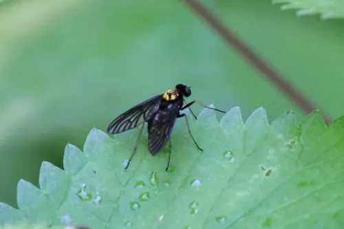 Chrysopilus davisi