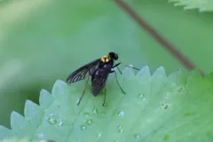 Chrysopilus davisi thumbnail 1