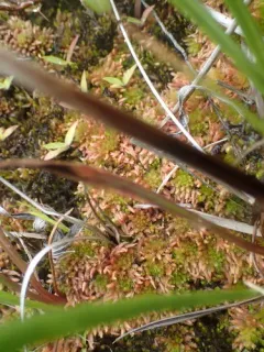 Lustrous Bog-moss thumbnail 4