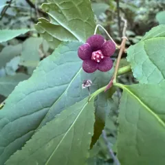 western burning bush thumbnail 4