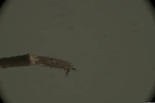 Well-shaped Mosquito