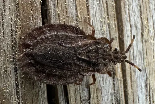 Aradus patibulus