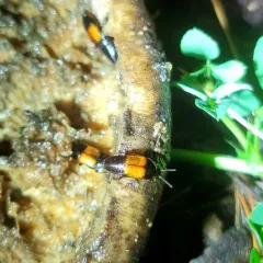 Tachinus fimbriatus thumbnail 3