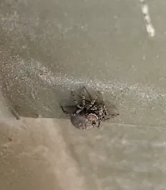 Attinella dorsata thumbnail 3