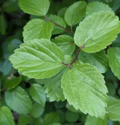 oval-leaved viburnum thumbnail 4