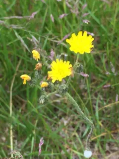 Yellow Devil Hawkweed thumbnail 1