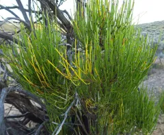 Green Ephedra thumbnail 3