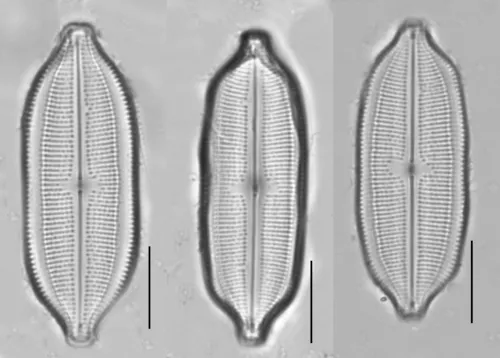 Neidium dubium