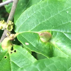 Witch-hazel Cone Gall Aphid thumbnail 4