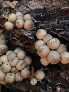 Pear-shaped Puffball thumbnail 4