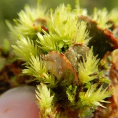 alternating dog lichen thumbnail 2