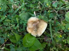 Russula amerorecondita thumbnail 2