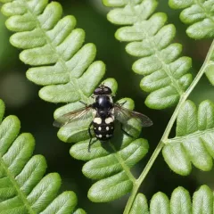 White-spotted Pond Fly thumbnail 3