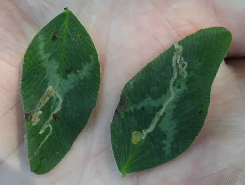 Liriomyza trifoliearum