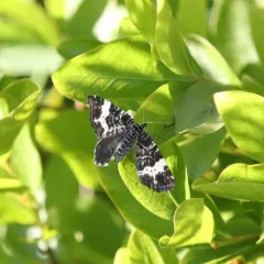 Spear-marked Black Moth thumbnail 3