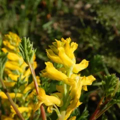 golden corydalis thumbnail 1