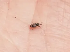 Proctorus decipiens thumbnail 2
