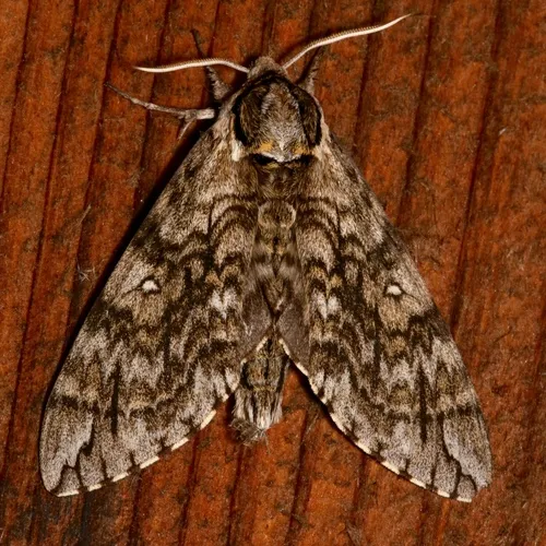 Waved Sphinx