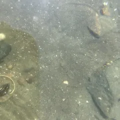 Sand Shrimp thumbnail 2