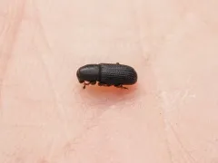 Hylastes porculus thumbnail 2