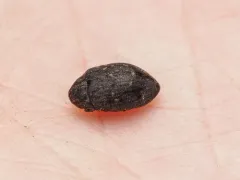 Kirby's Pill Beetle thumbnail 2