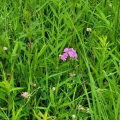 smooth phlox thumbnail 4