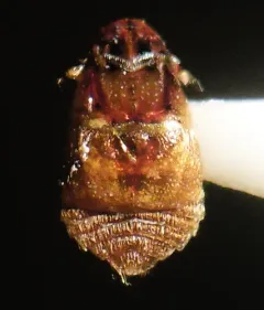 Beaver Beetle thumbnail 3