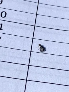 Amphicnephes pullus thumbnail 3