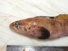 Fourline Snakeblenny thumbnail 1