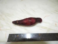 Euthyonidiella arenicola thumbnail 2