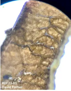 Mallocybe terrigena thumbnail 2