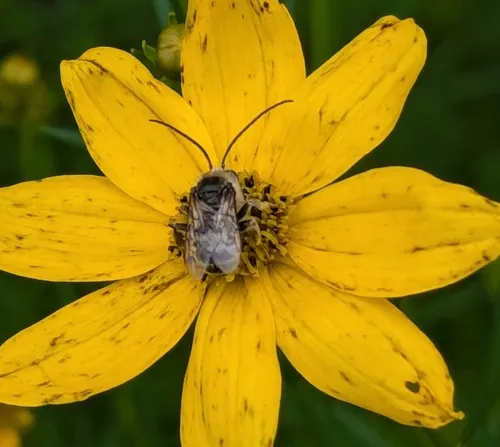 Denticulate Longhorn Bee