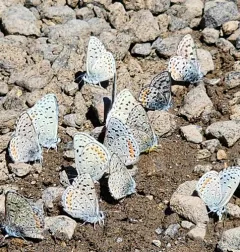 Columbian Blue thumbnail 3