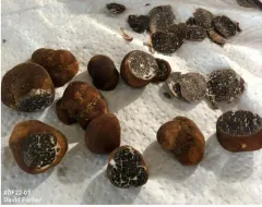 Tuber canaliculatum thumbnail 1