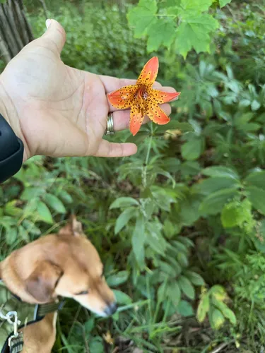 Sierra Tiger Lily