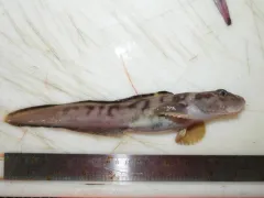 Newfoundland Eelpout thumbnail 1